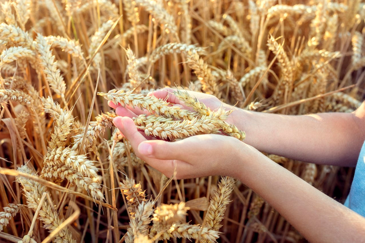 mains enfants et grains de blé